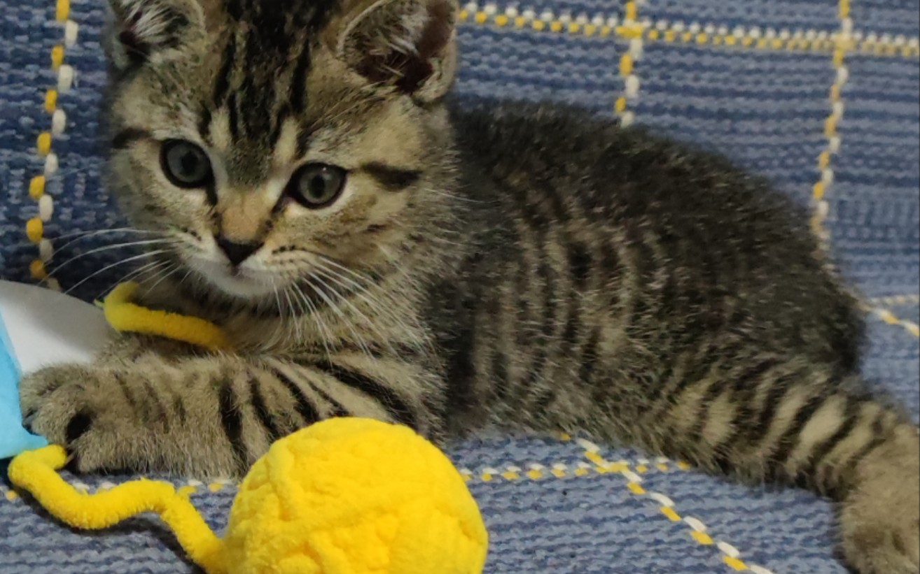 姐姐家可爱的喵喵虫~_哔哩哔哩_bilibili