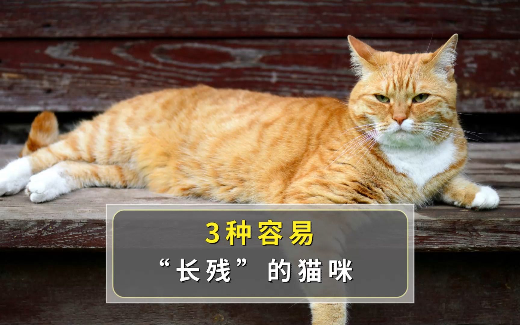 越长越丑的三种猫,你家猫在其中吗?哔哩哔哩bilibili