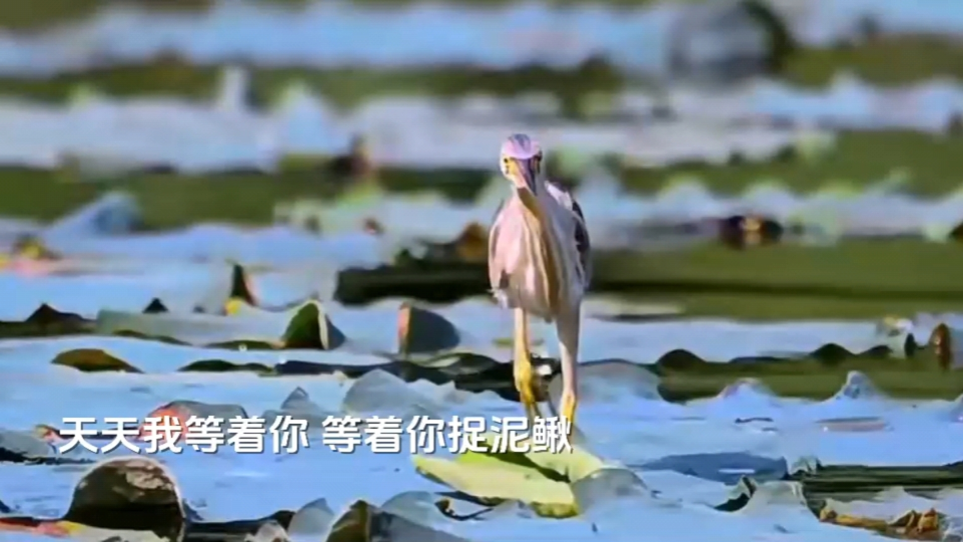 捉泥鳅歌曲(捉泥鳅歌曲儿童版原唱)