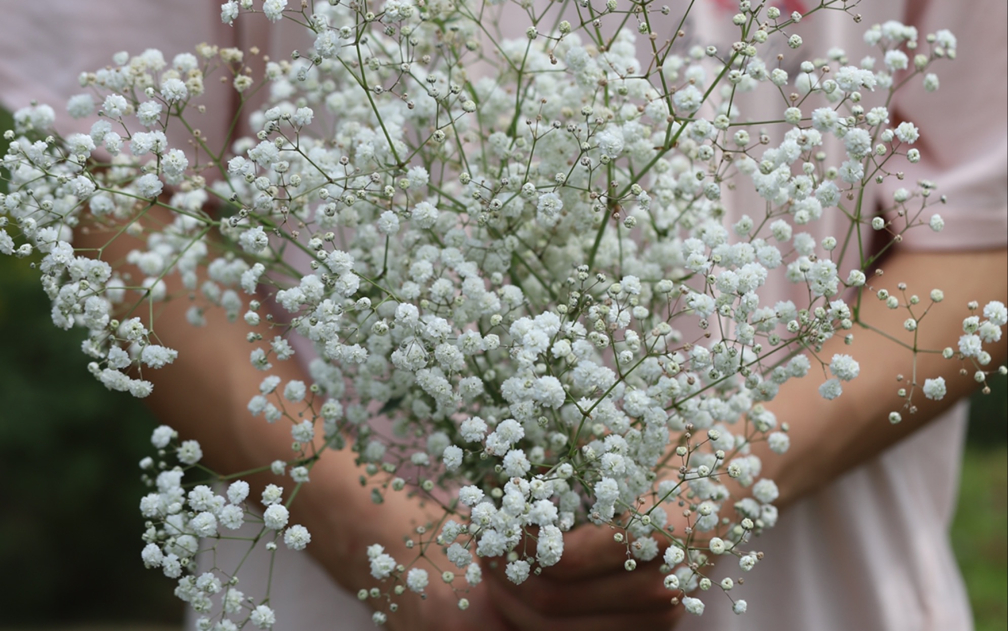 亲手种的满天星切花,剪几支像漫天的雪花一样_哔哩哔哩_bilibili