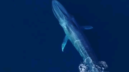 无人机高空拍摄世界上最大的物种蓝鲸,相当震撼!#海洋生物 #鲸鱼 #蓝鲸哔哩哔哩bilibili