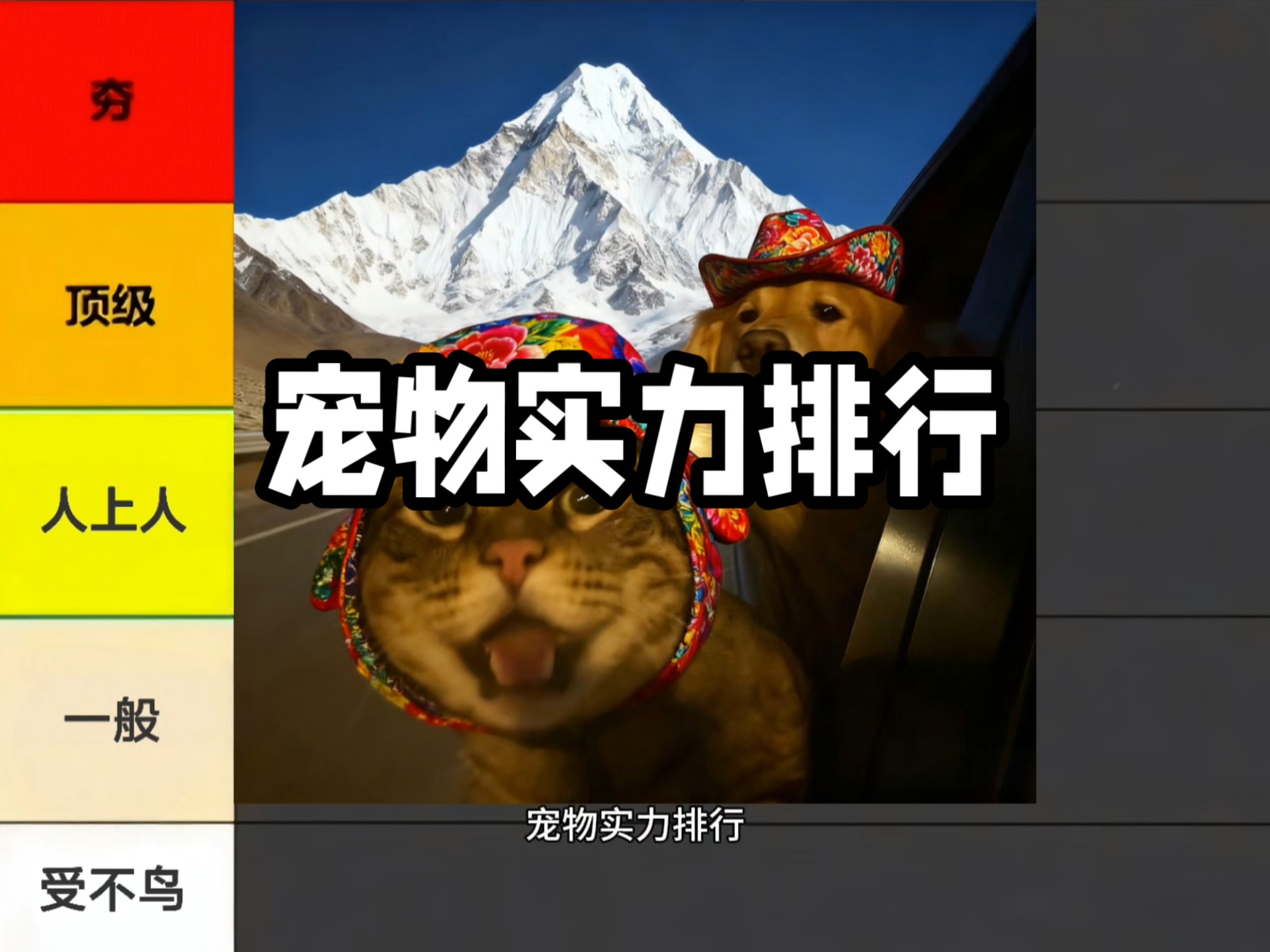 宠物实力排行