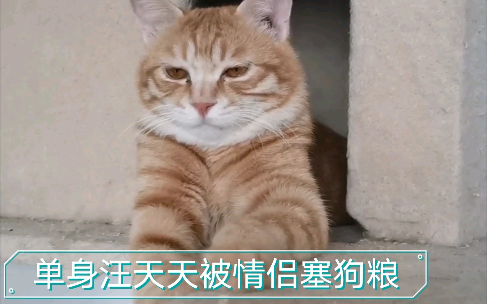 来自单身狗的凝视片尾