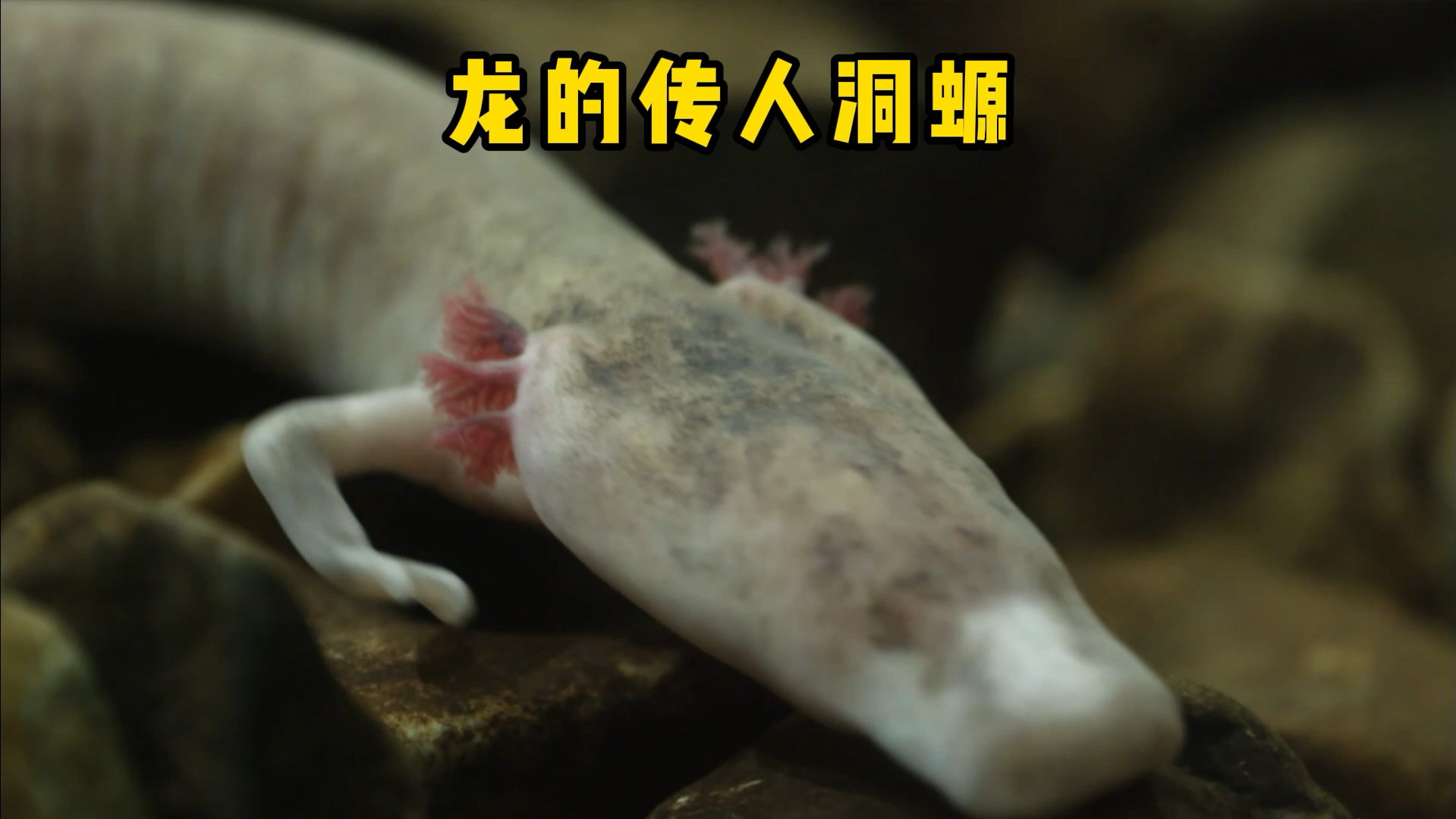 洞螈是长得最像龙的动物,四条腿六只角,每10年才会进食一次