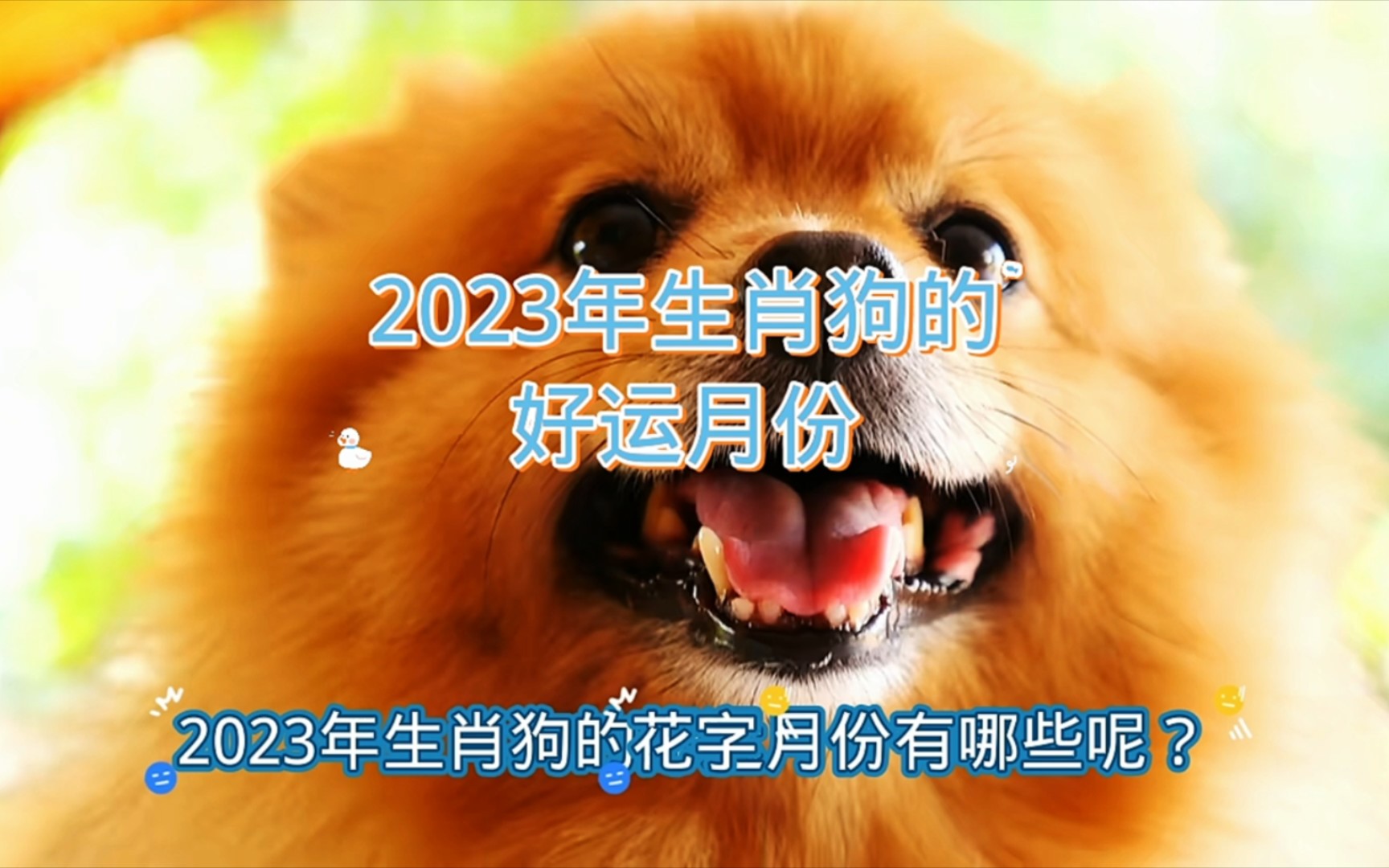 2023年生肖狗的好运月份哔哩哔哩bilibili