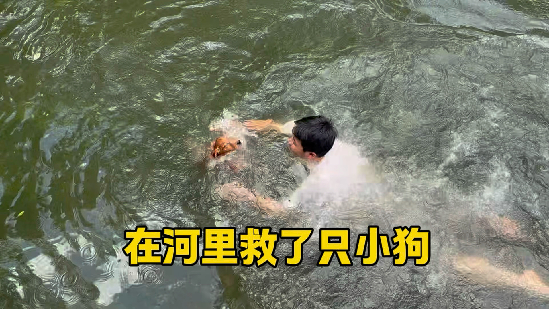 让小四眼帮忙带小狗，居然还掉进河里了，急忙跑来找主人求救！