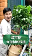 下载视频: 像假树一样的绿植绿宝树，这样养才更油亮！#绿宝树#绿植#园艺