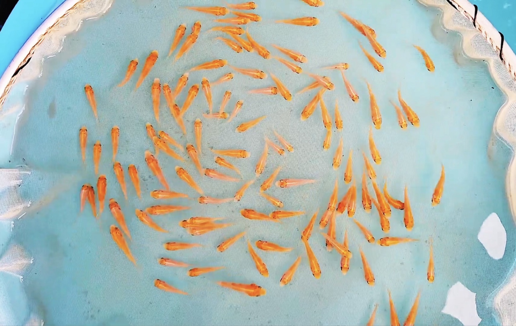 银鳞红白锦鲤水花夏苗一选,逸品观赏鱼.