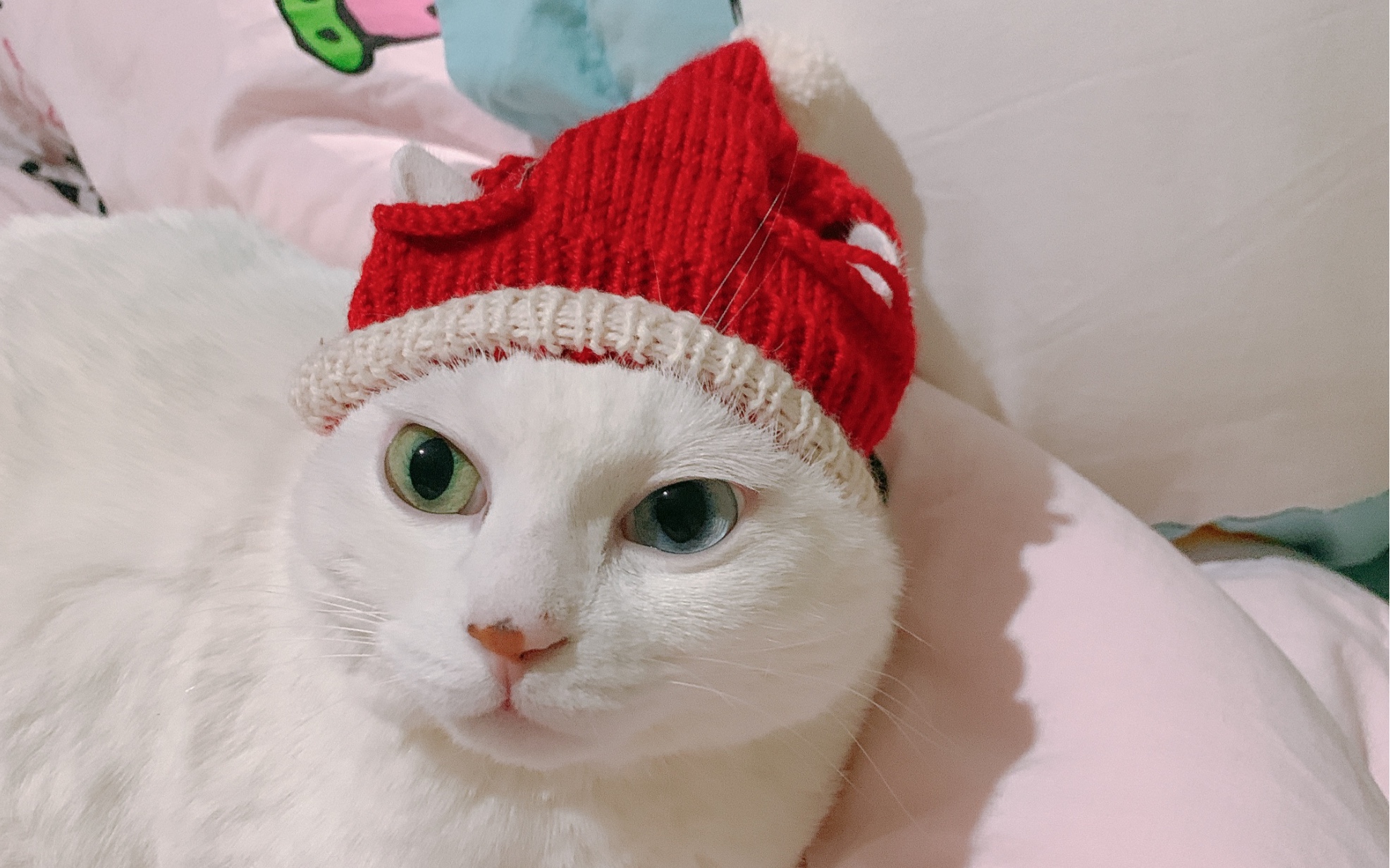 小猫咪玩毛线