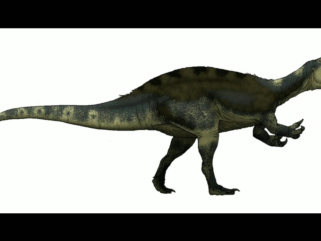 体长大约在7到8米之前.体重范围大约在7到8米之间