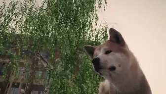 1080p 忠犬八公的故事 泪目 十年盼主归 至死心无悔 哔哩哔哩 つロ干杯 Bilibili