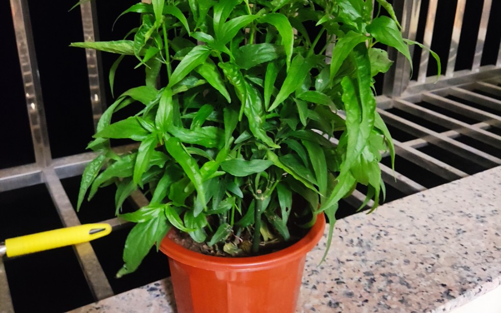 忧遁草盆栽鳄嘴花 黎王草优盾草苗庭院 阳台植物.