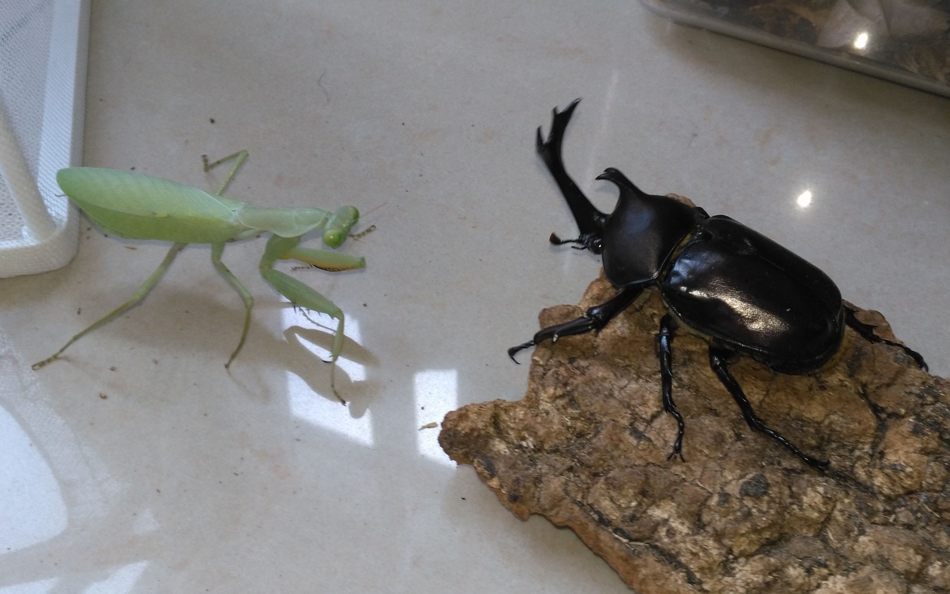 线纹巨螳的非分之想