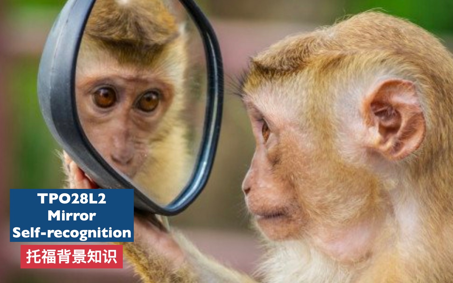 点对点托福背景知识Animal Behavior TOP28L2 Mirror Selfrecognition哔哩哔哩bilibili