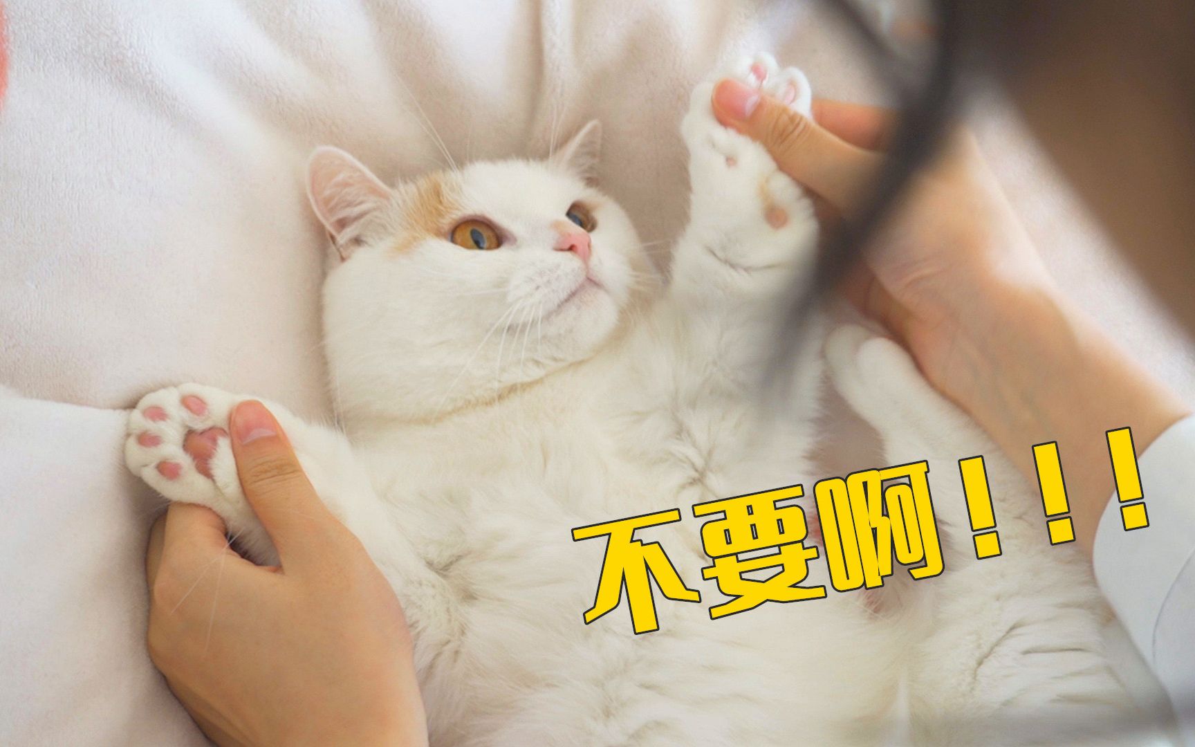 如何亲到一只凶猛的猫?-萌猫宝哥哥-萌猫宝哥哥-哔哩哔哩视频