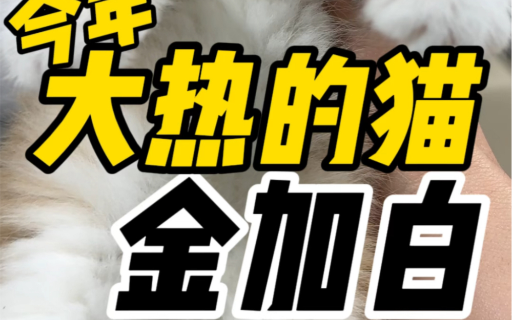 今天特别火热的猫!金加白!哔哩哔哩bilibili