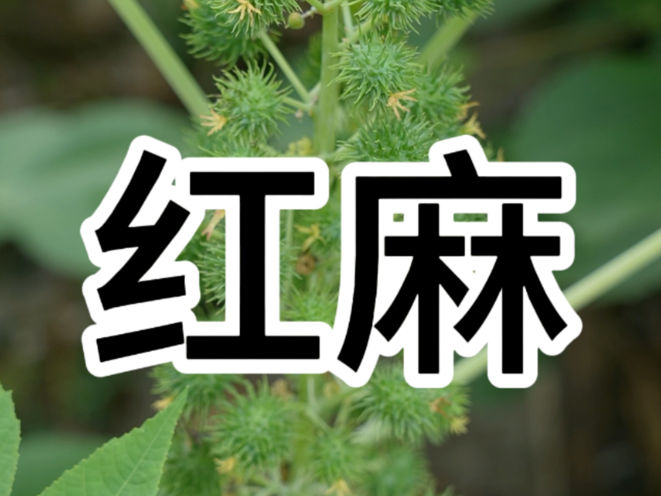 麻药植物大全图图片