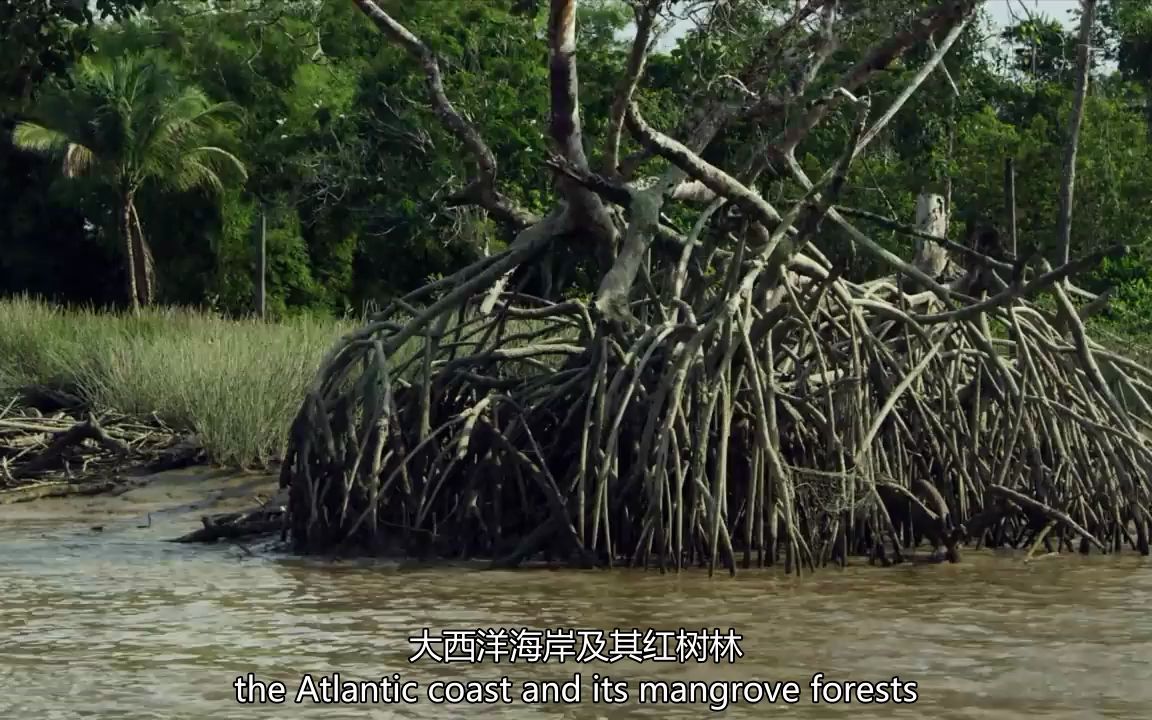 [图]埃塞奎博：隐藏的河流 - 汹涌的洪流 _ 圭亚那纪录片，第 2_3 部分