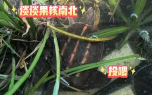 Скачать видео: 【日常】必看！避免上当！谈谈南北果核的问题，北部果核日常投喂！