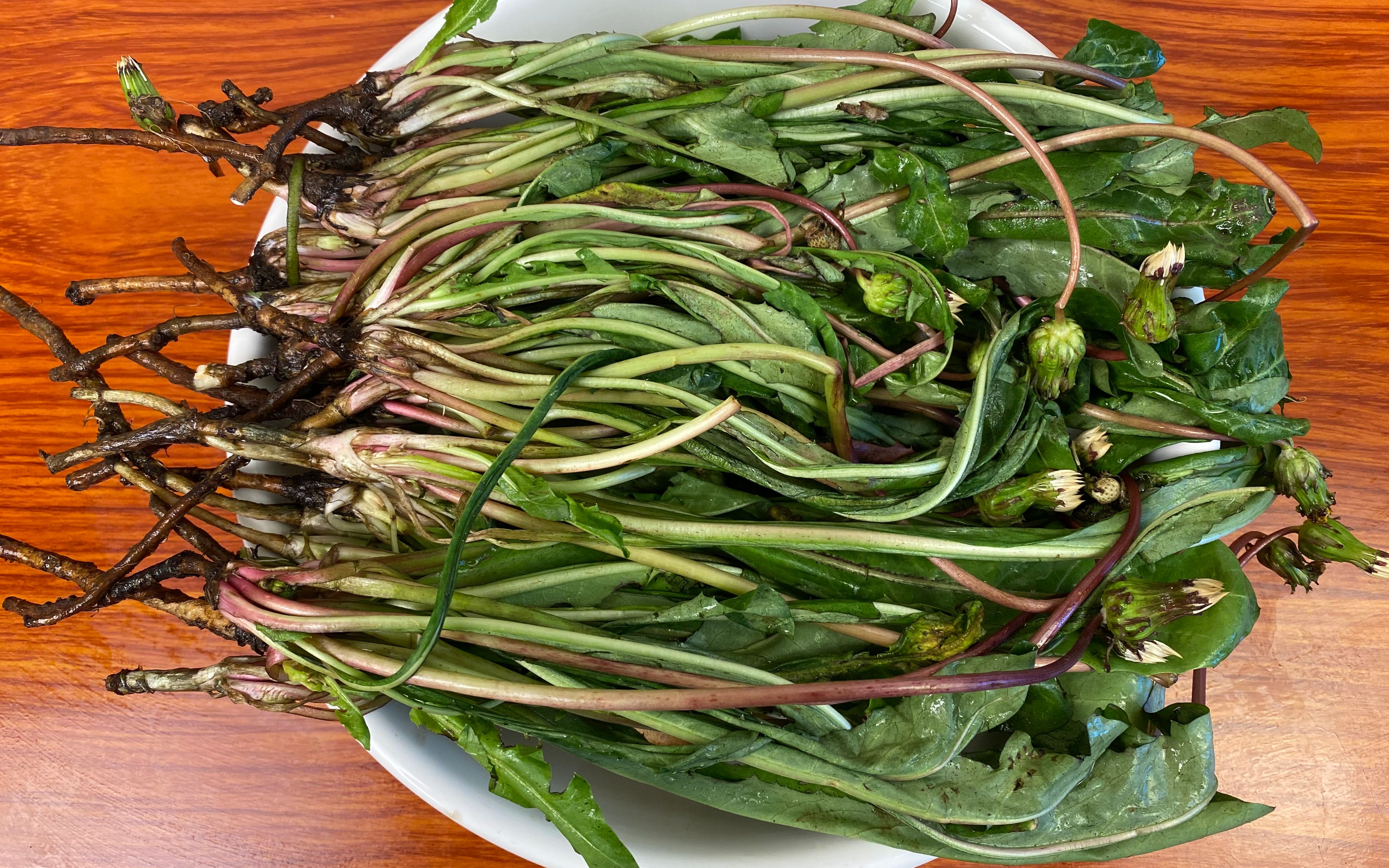 蒲公英根制茶全过程,40年经验分享,清香甘甜,泡水喝好处很多哔哩哔哩bilibili