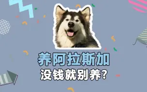 Download Video: 没钱就别养阿拉斯加犬，你认同吗？