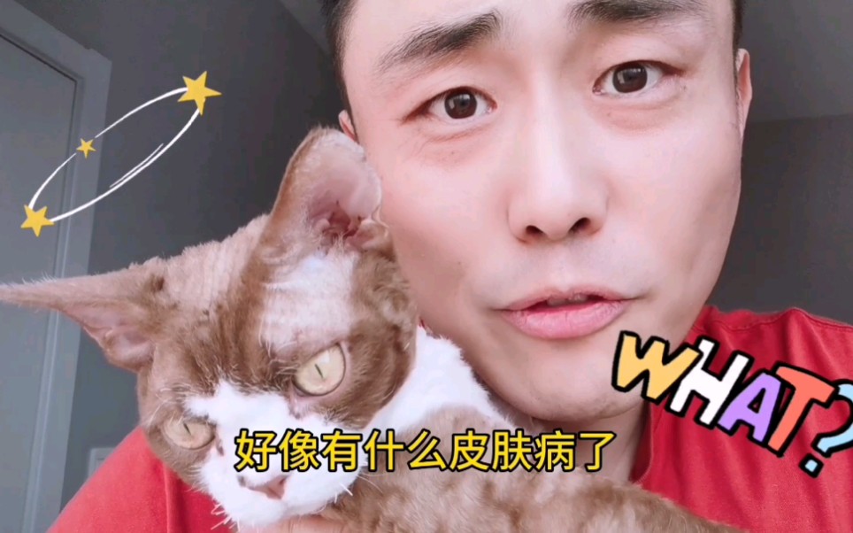 公猫母猫都有乳头,而且有的还是单数!!!哔哩哔哩bilibili