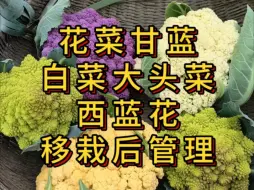 下载视频: 花菜甘蓝移栽后如何提高存活率