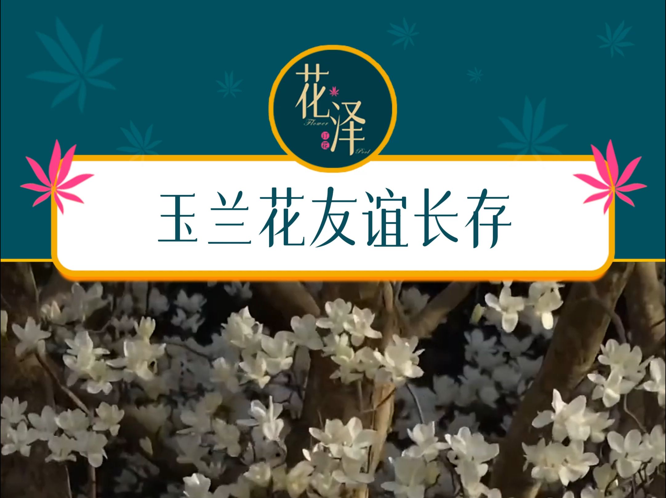 玉兰花的花语是友谊长存#哔哩哔哩bilibili