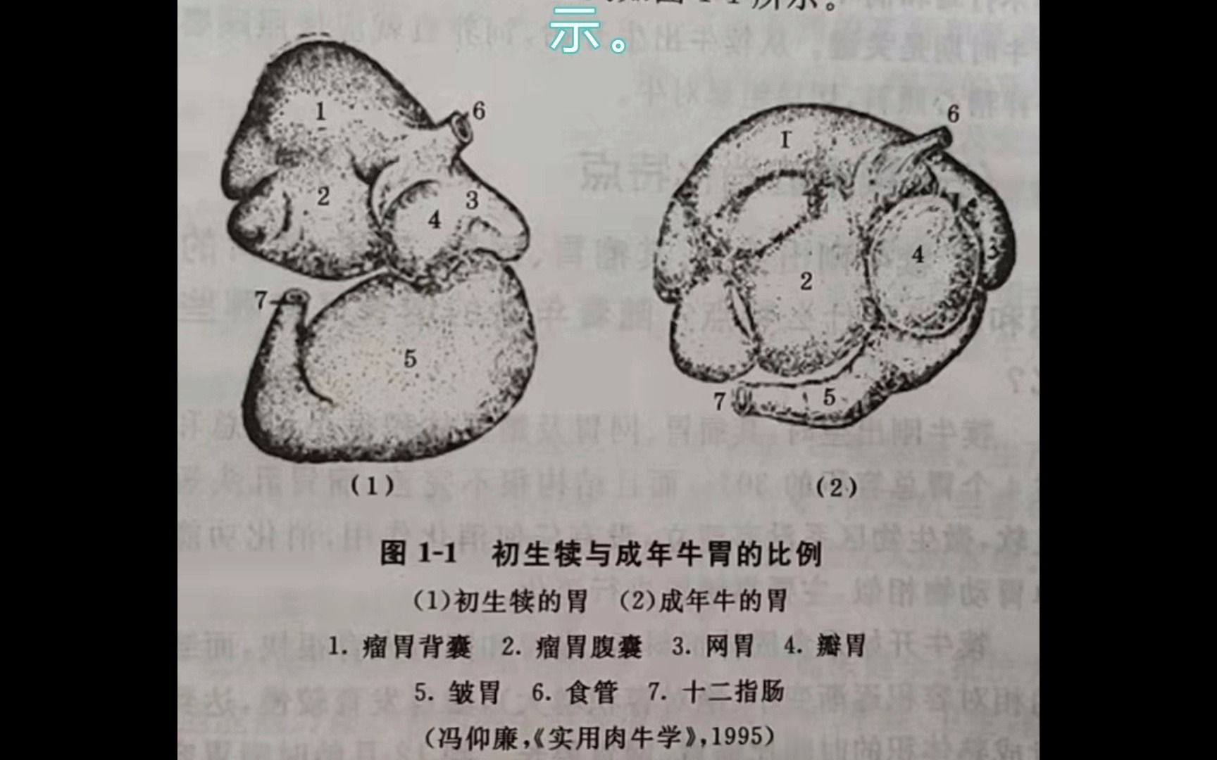 1.犊牛刚出生时,其瘤胃、 网胃、瓣胃、皱胃的容 积和功能有什么特点? 随着年龄的增长又有哪些变化?哔哩哔哩bilibili