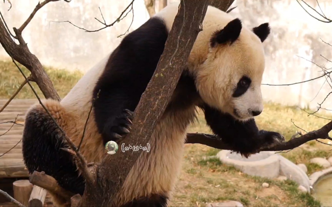 【大熊猫乔乔】我和奶乔聊天,话题没选对,人家走熊了