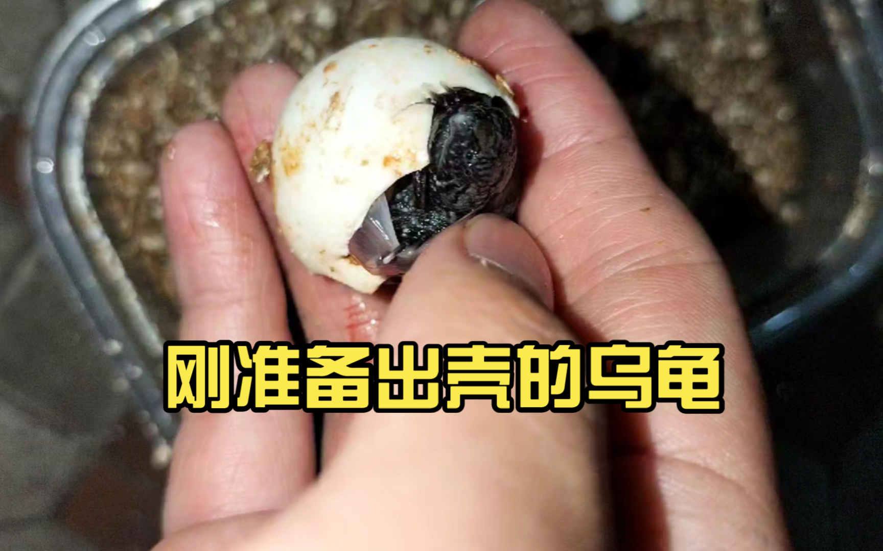 刚准备出壳的乌龟 龟仔成长记2