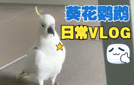 (葵花鹦鹉)日常vlog剪辑哔哩哔哩bilibili