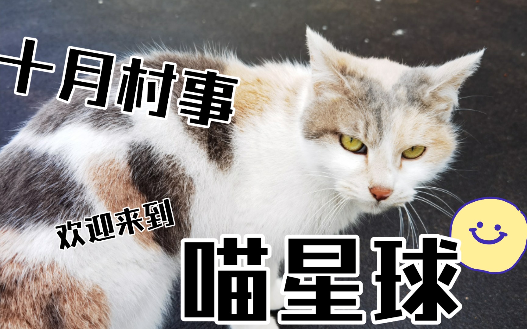 十月村事喵星球田园猫流浪猫带回家了都是我的好喵