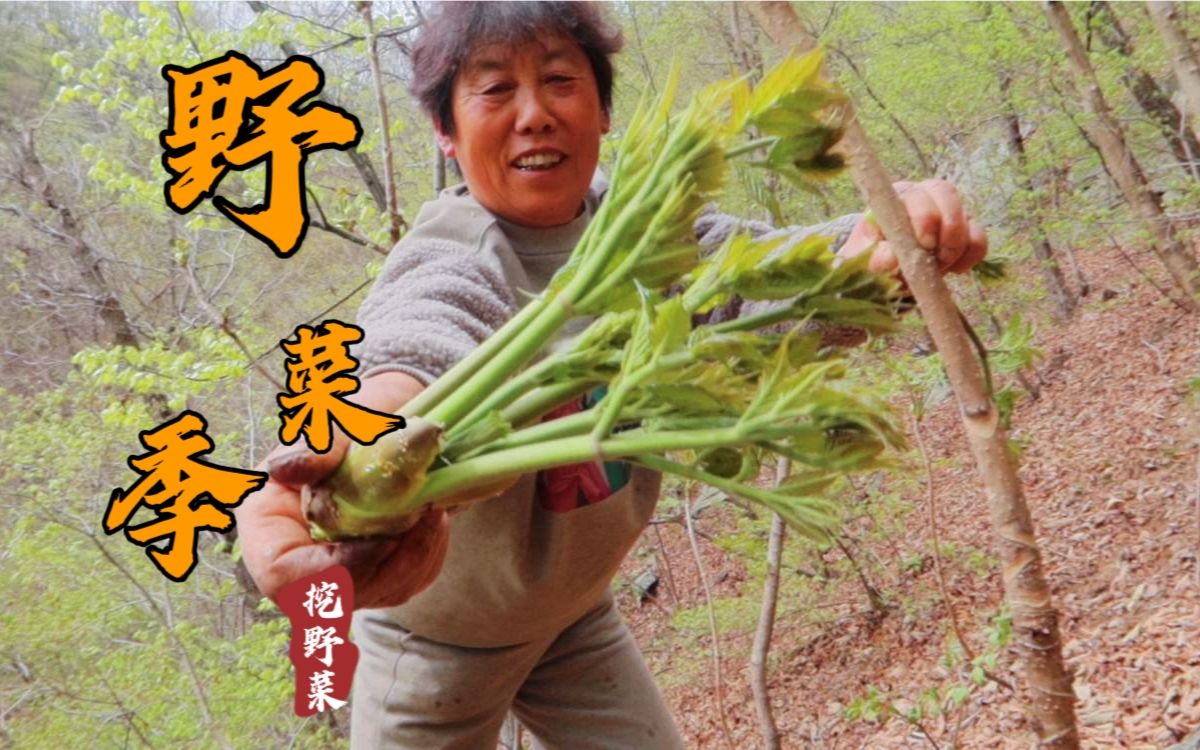 老两口干农活半路去采野菜,刺嫩芽山糜子黄瓜香,你最爱哪种野菜哔哩哔哩bilibili