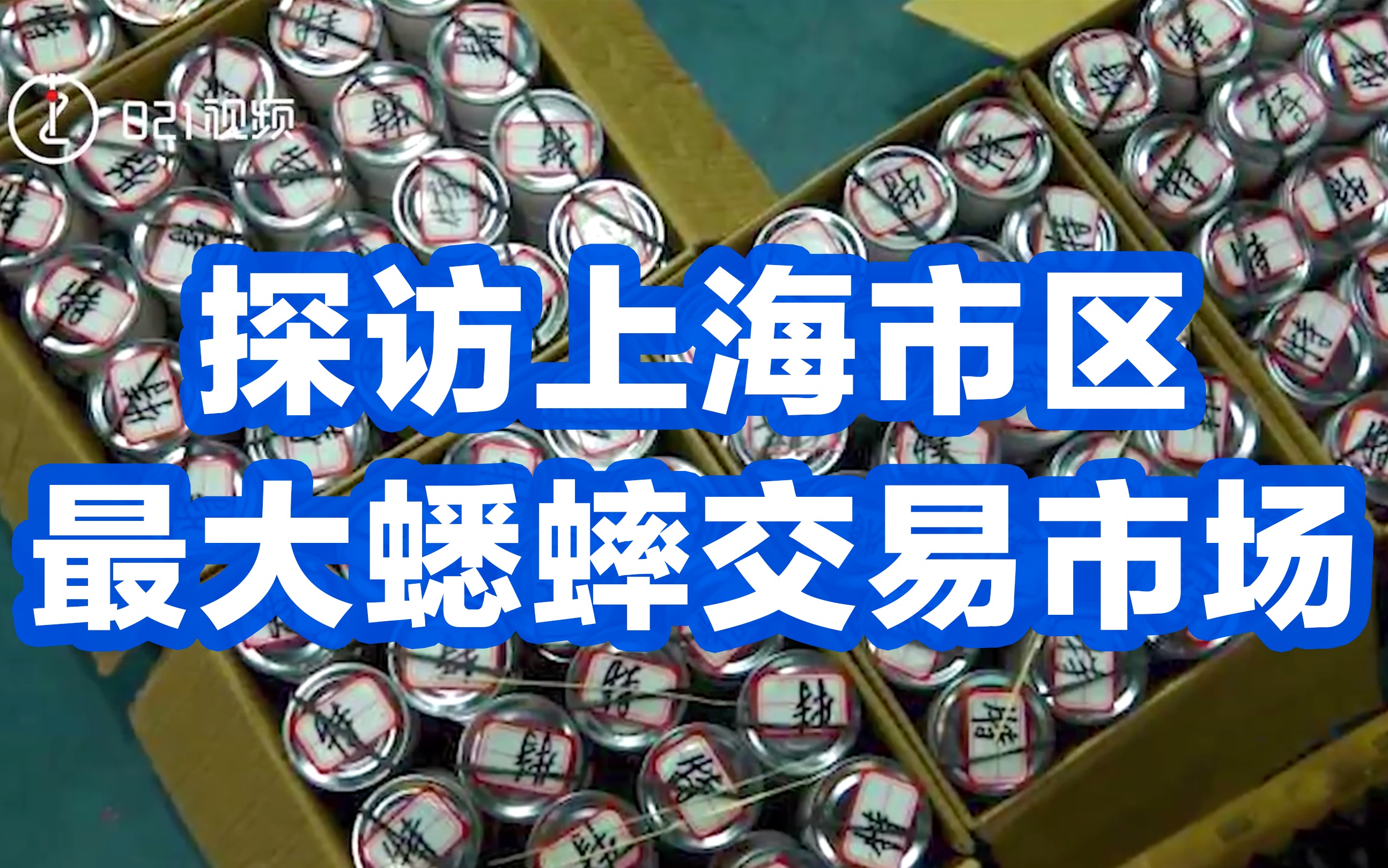 探访上海市区最大蟋蟀交易市场,上海退休爷叔摆摊卖蟋蟀哔哩哔哩bilibili