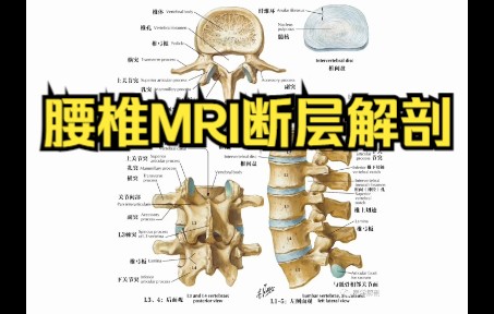 [图]腰椎MRI断层解剖、腰椎大体解剖