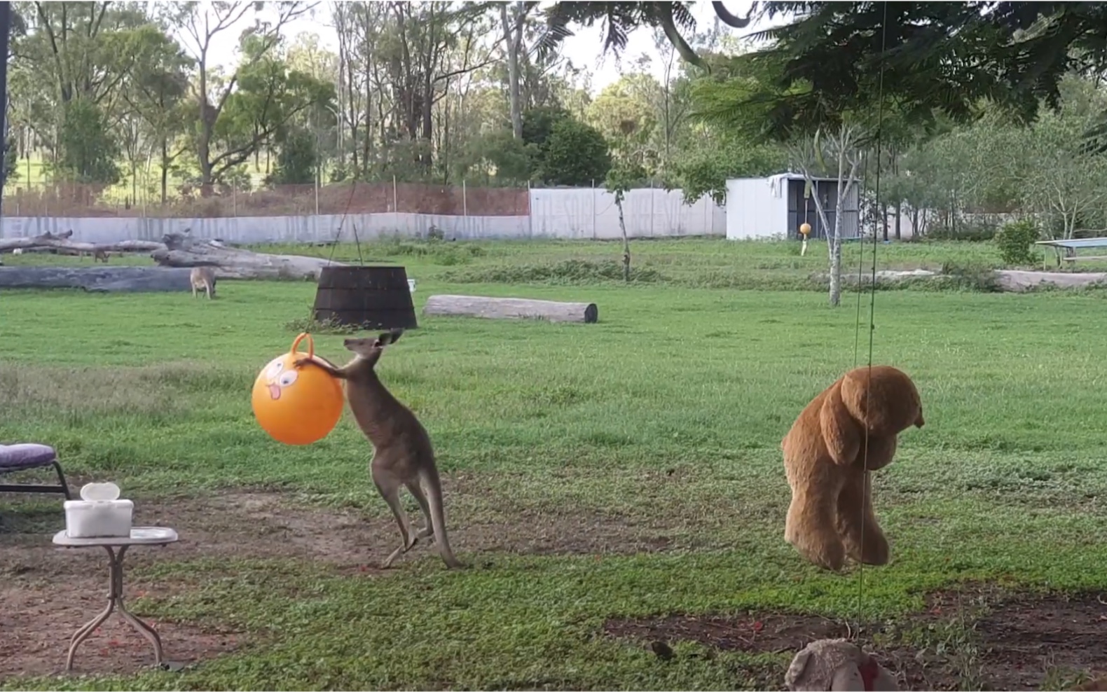 野生动物护理员给灰袋鼠幼崽准备气球和泰迪熊玩