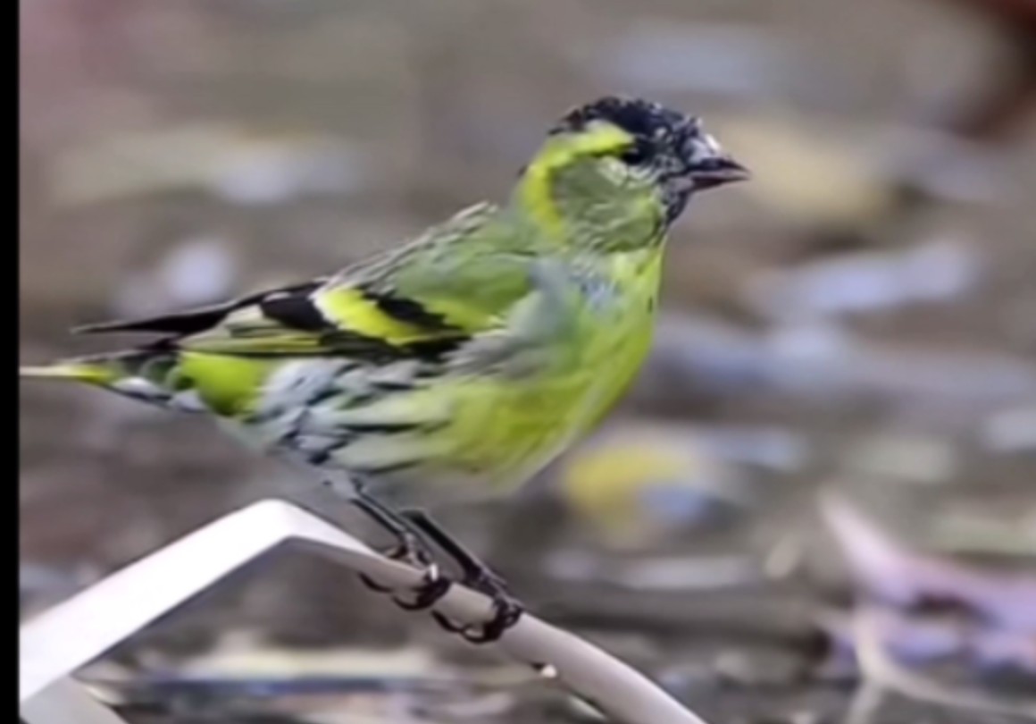 观鸟记录:野生黄鸟觅食