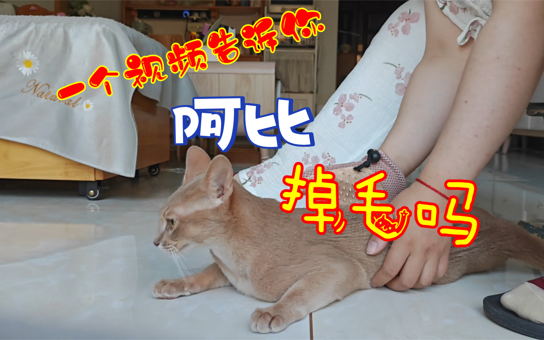 阿比西尼亚猫掉毛吗?掉多少?沉浸式撸猫毛!哔哩哔哩bilibili