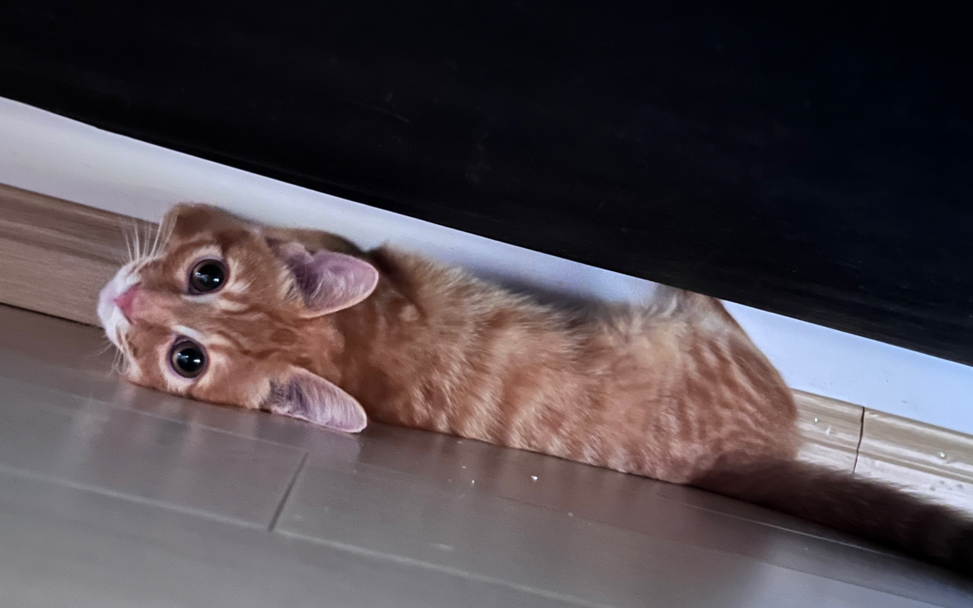 搬家后的胆小猫