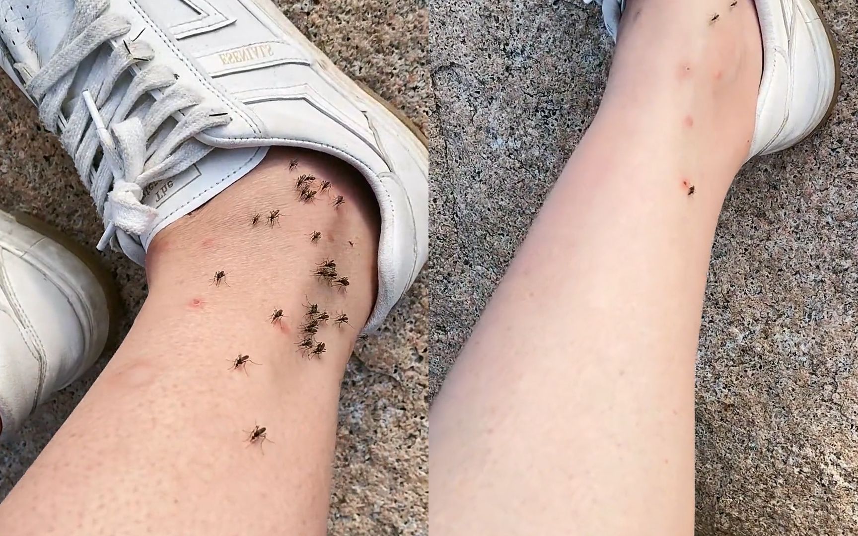 密恐慎入!网友户外遭遇大量蚊子"抱大腿",用手机记录下这一幕