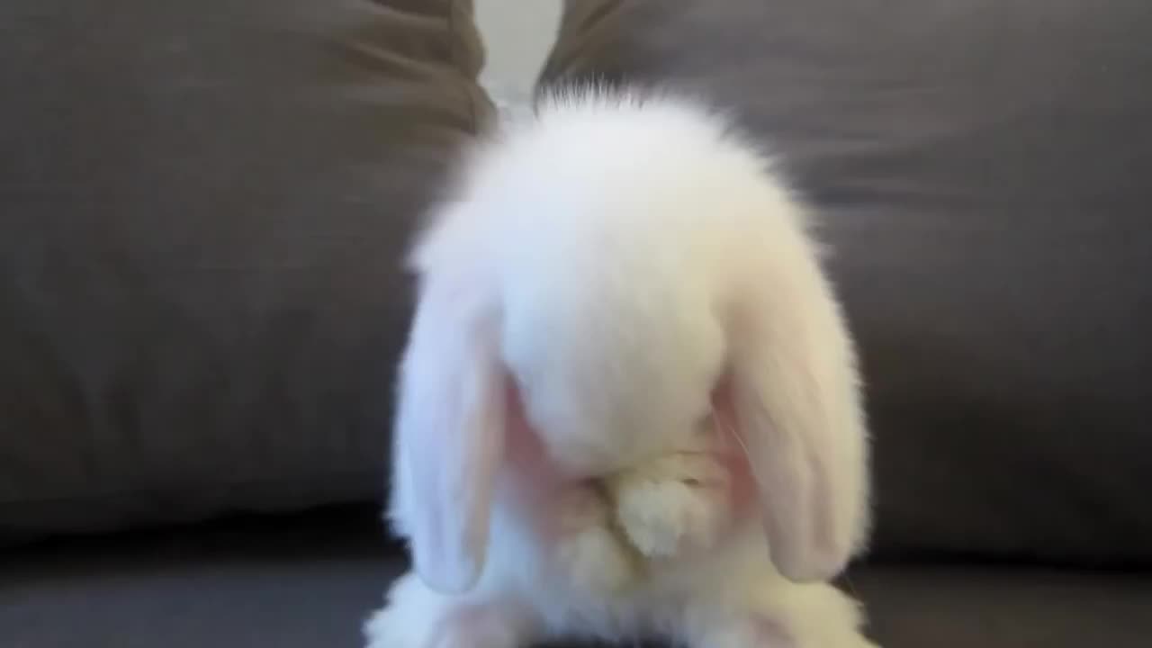 兔兔洗脸,把大耳朵推起来的时候萌爆了