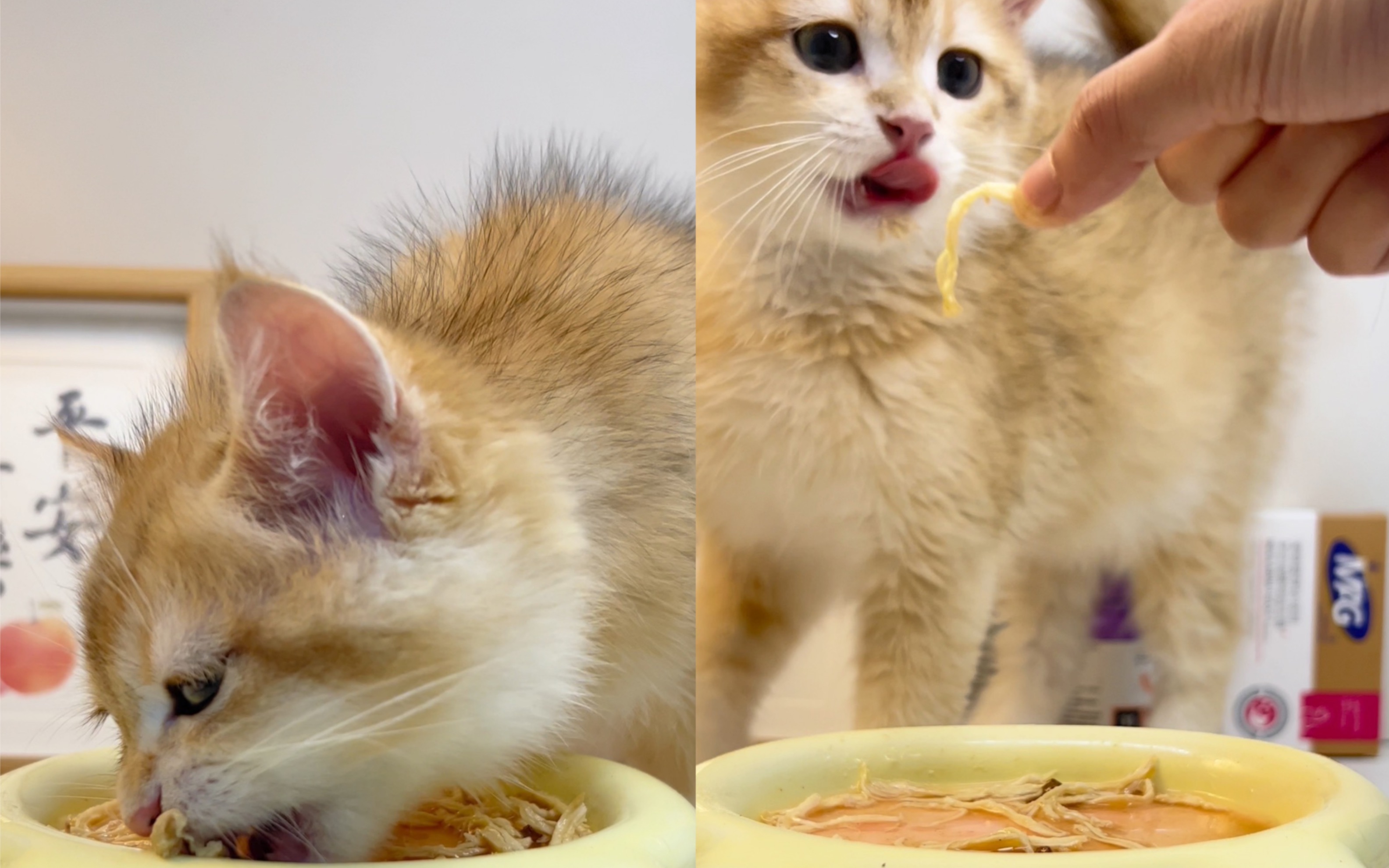 小猫咪沉浸式吃水煮鸡胸肉