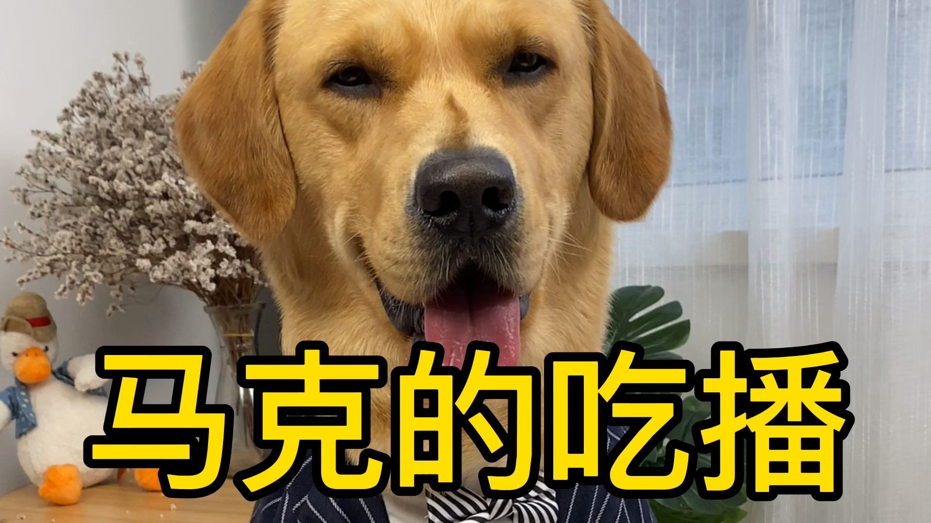 宠物吃播:波士顿龙虾乌鱼面_哔哩哔哩 (゜-゜)つロ 干杯~-bilibili