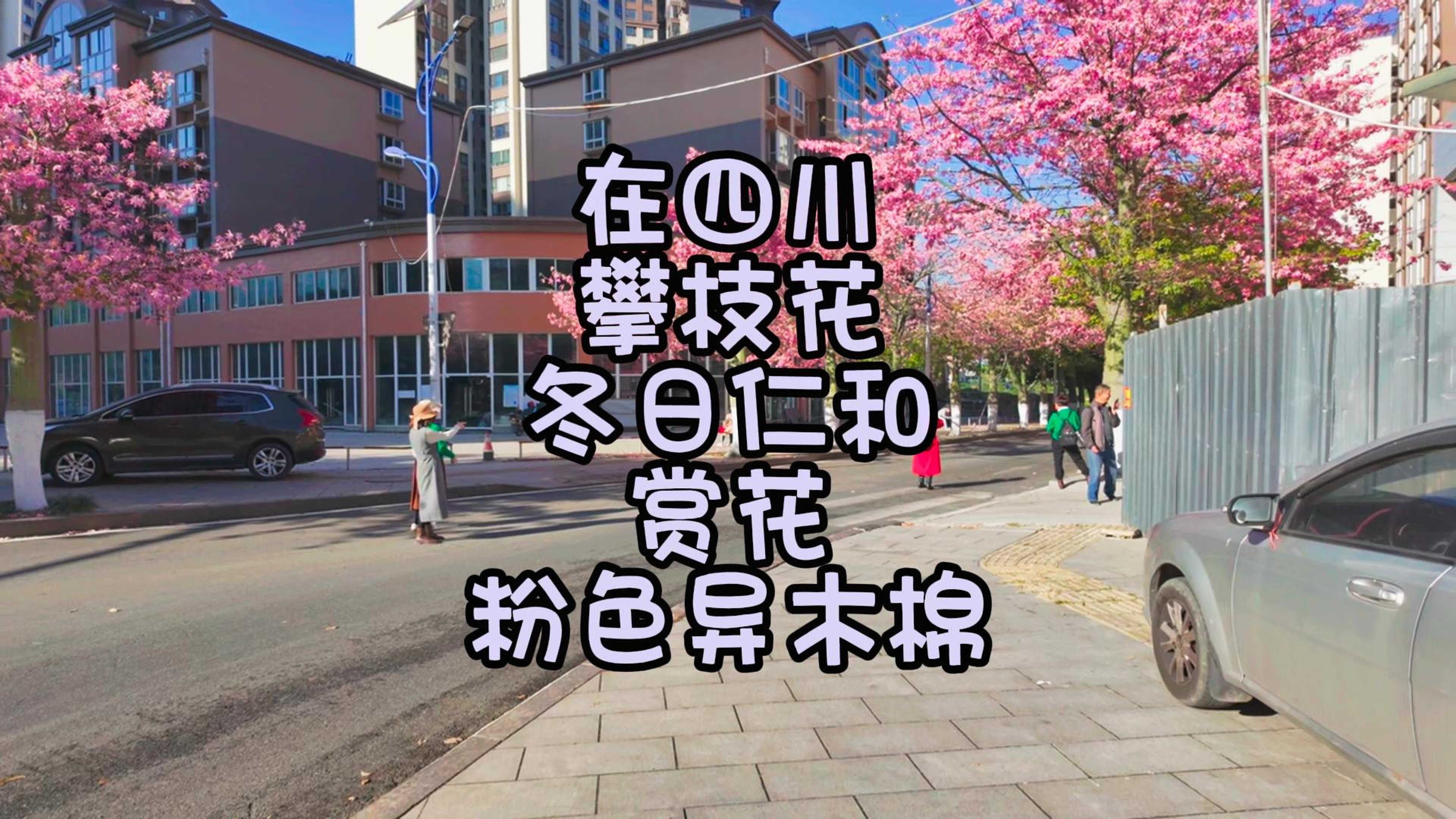 在四川攀枝花冬日仁和赏花粉色异木棉哔哩哔哩bilibili