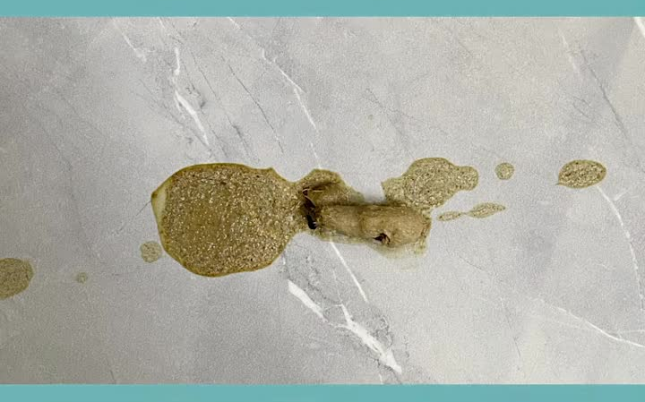 猫咪吐毛球能吐多大