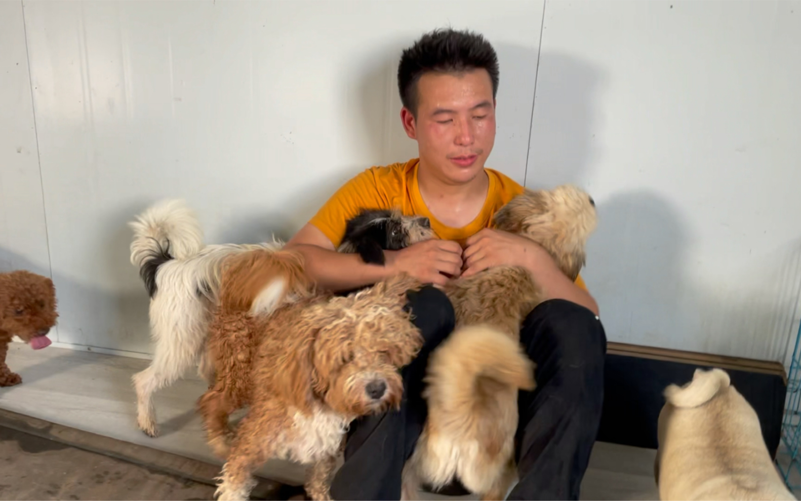 救助96只流浪狗的小徐今天哭了狗舍建设成功了他却流泪了