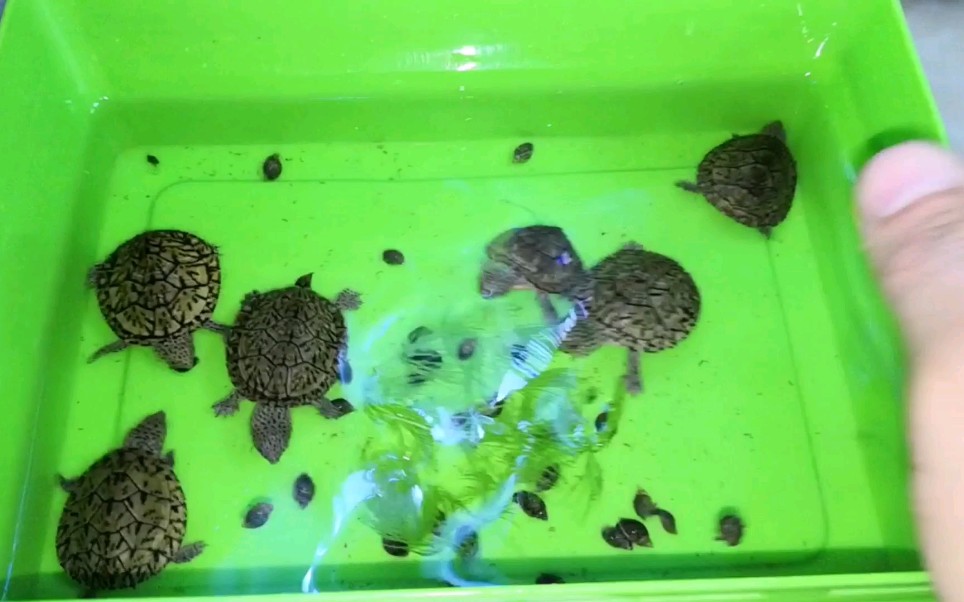 弄了点囊螺来喂小巨头_哔哩哔哩_bilibili