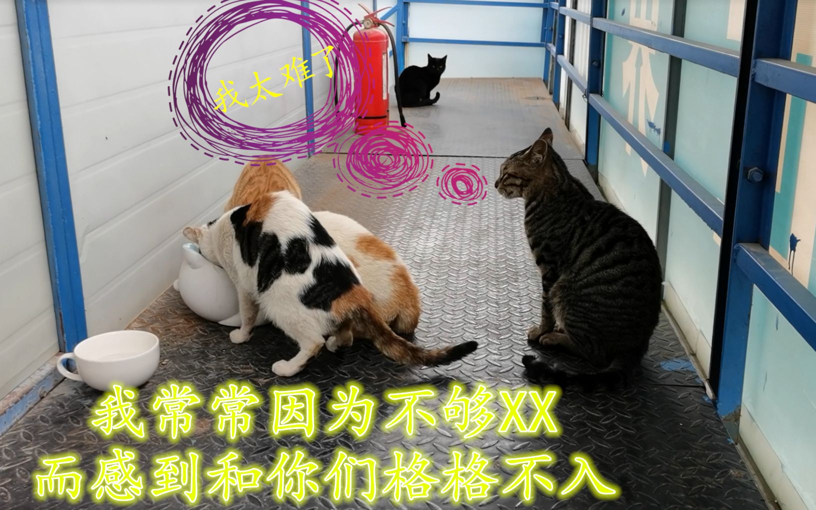 狸花猫我常常因为不够xx而感到和你们格格不入我太难了