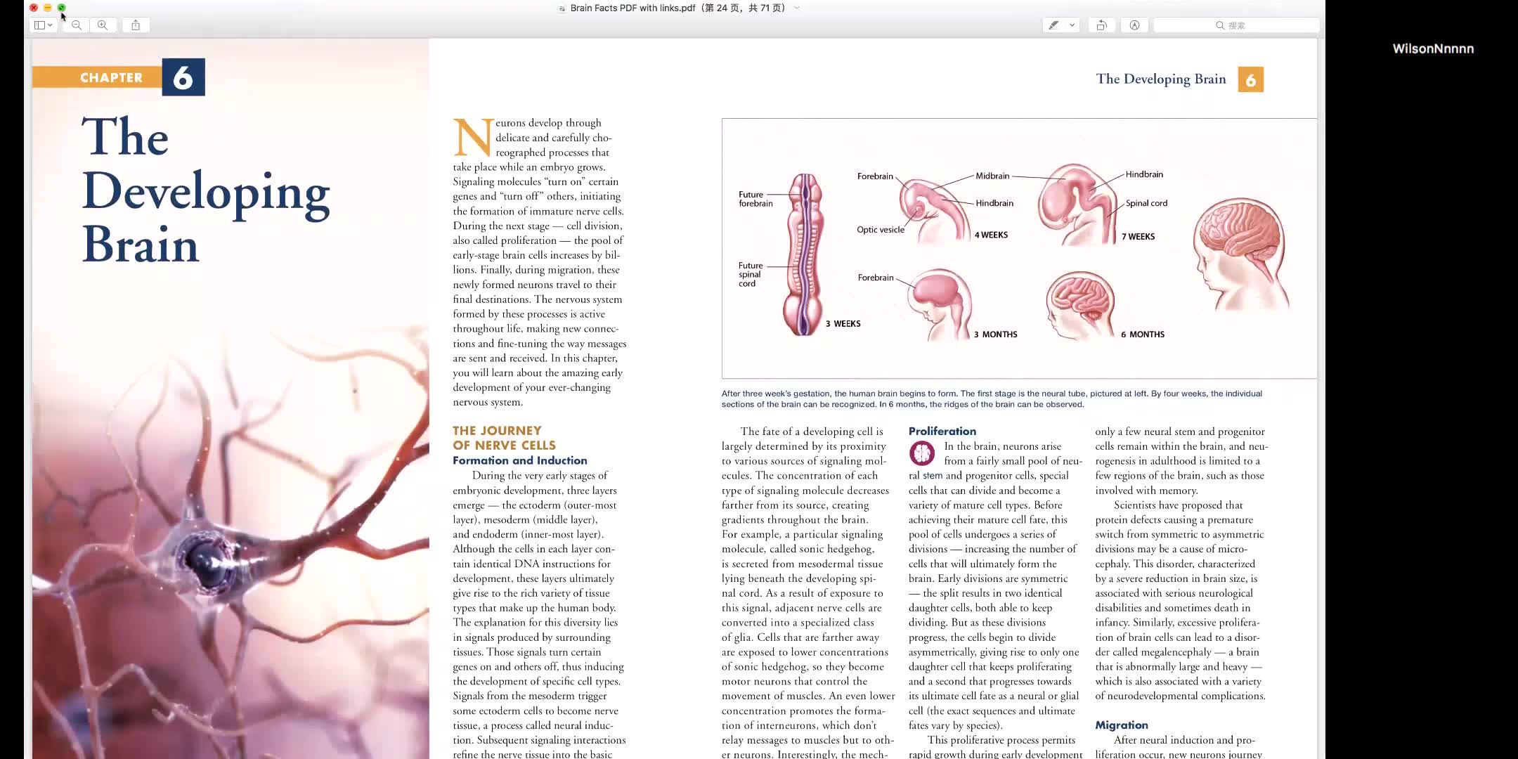 Brainbee脑科学竞赛第二章脑发育之婴儿儿童青少年成人脑发育神经系统发育过程Brain Development哔哩哔哩bilibili